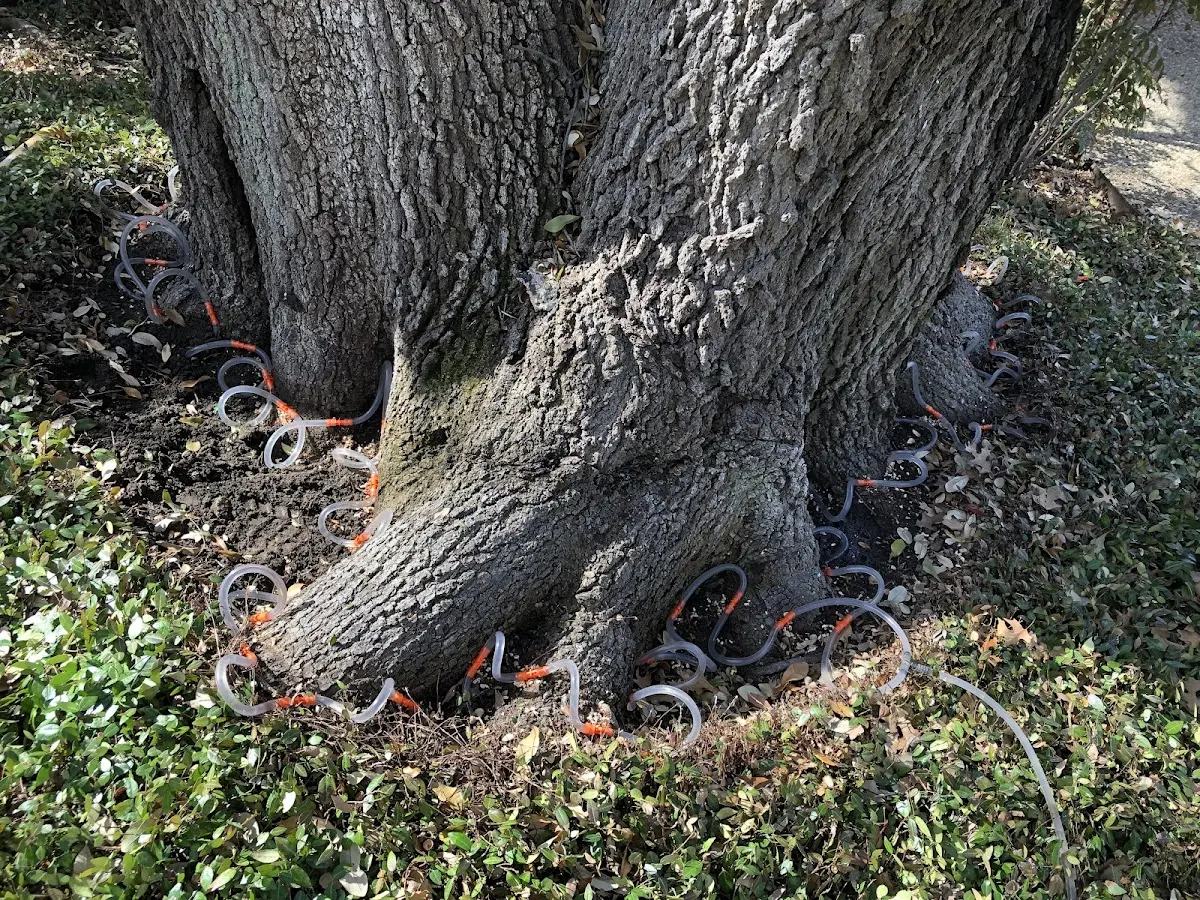 Detailed Tree Cabling and Bracing job site in Metcalf